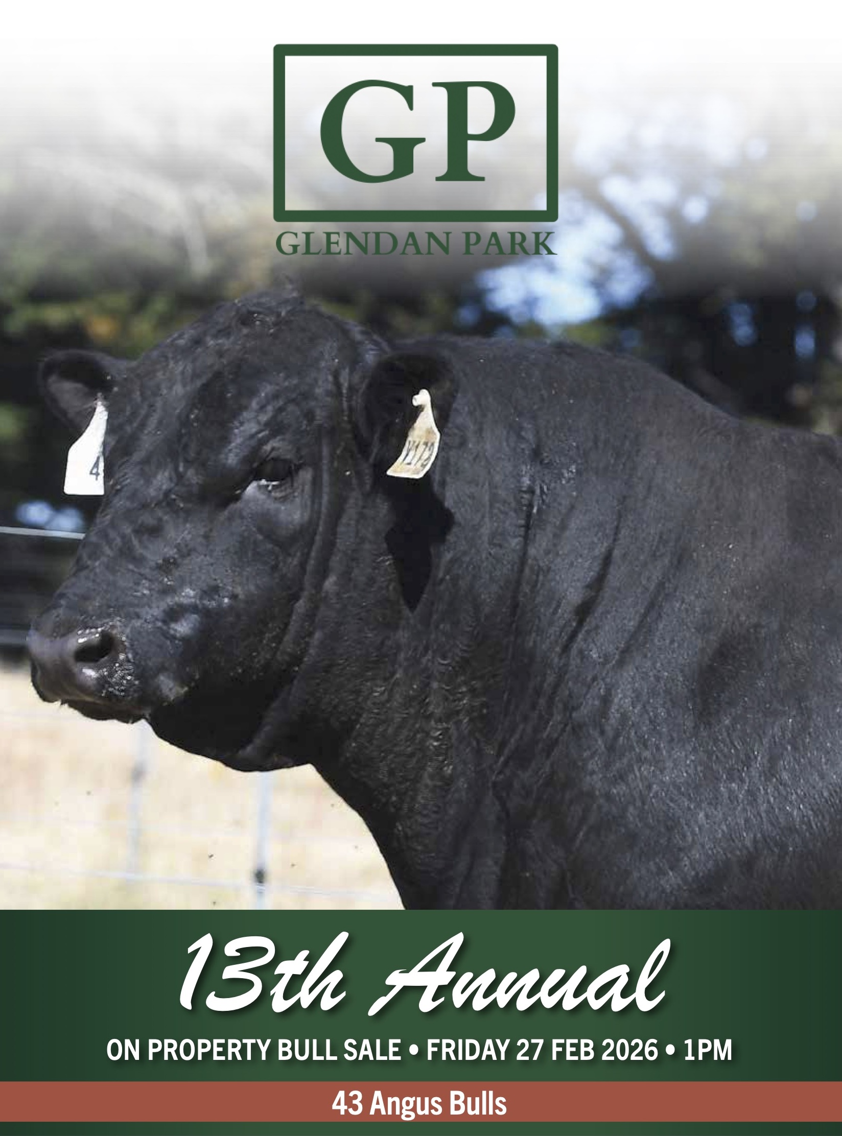 ADAMELUCA SC FOR WEB